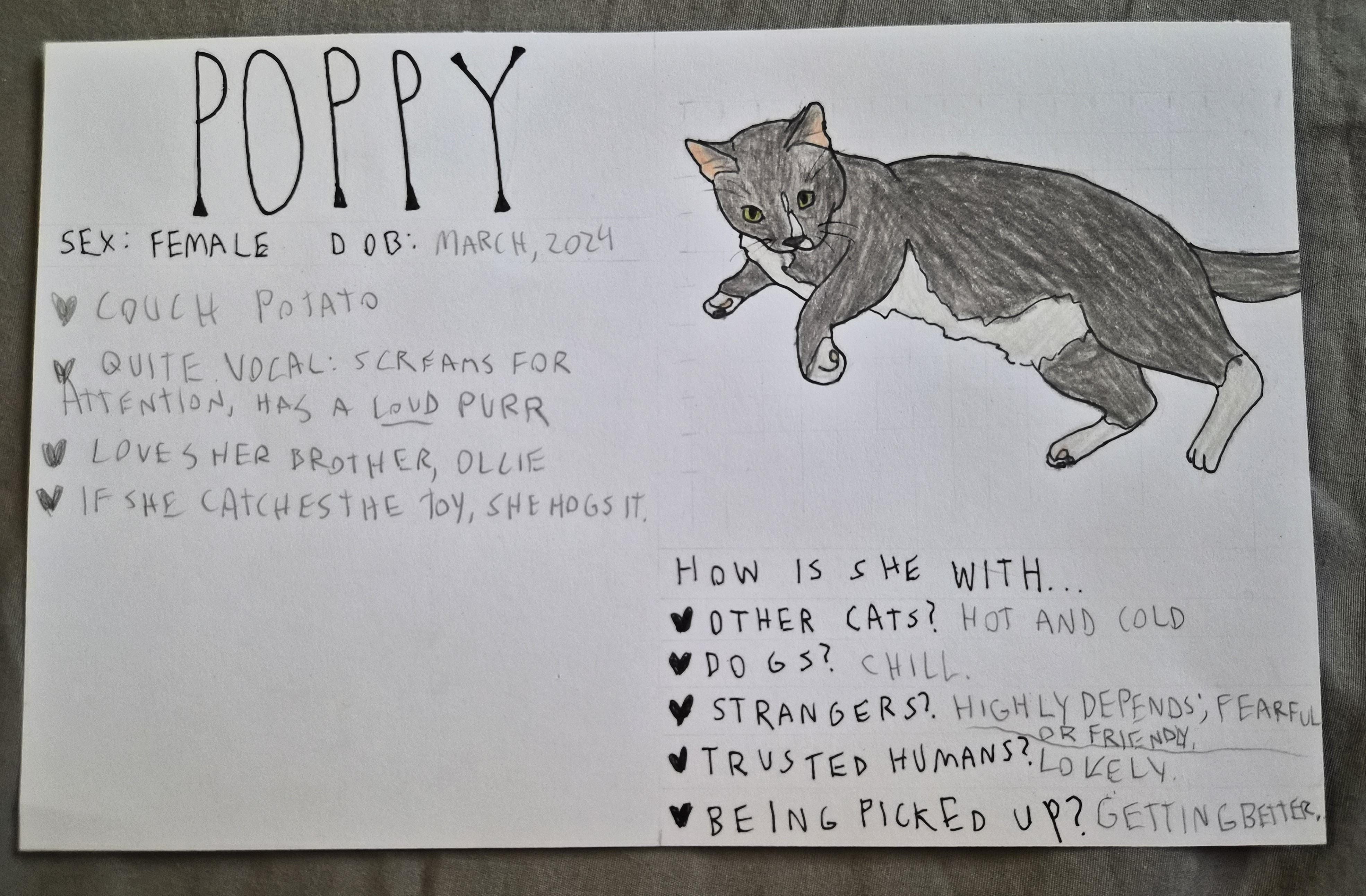 Poppy