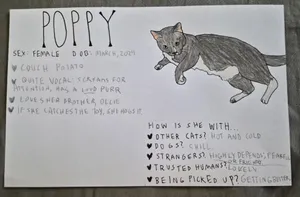 Poppy