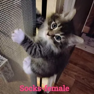 Socks