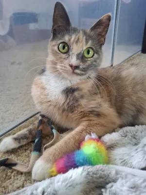 Talulah