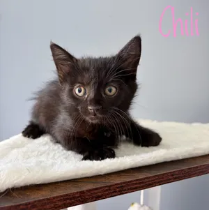 Chili