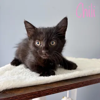 Chili