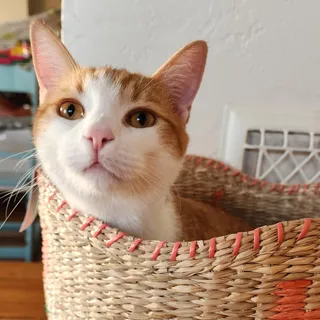 Mica/Elvis