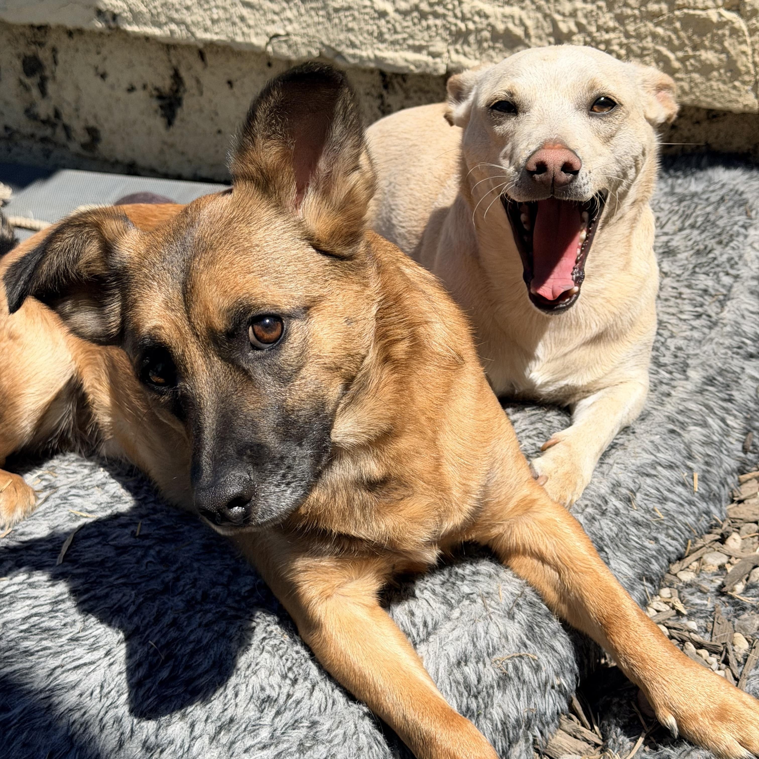 Oscar & Walt