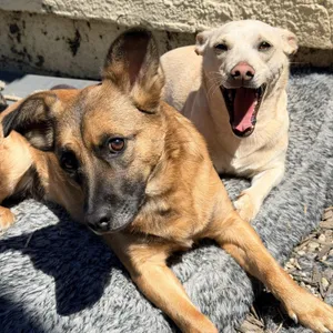 Oscar & Walt