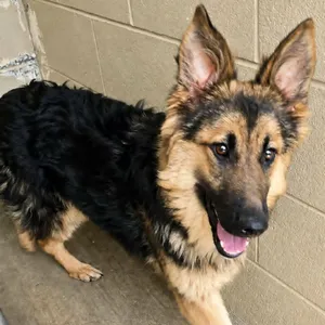 Tori