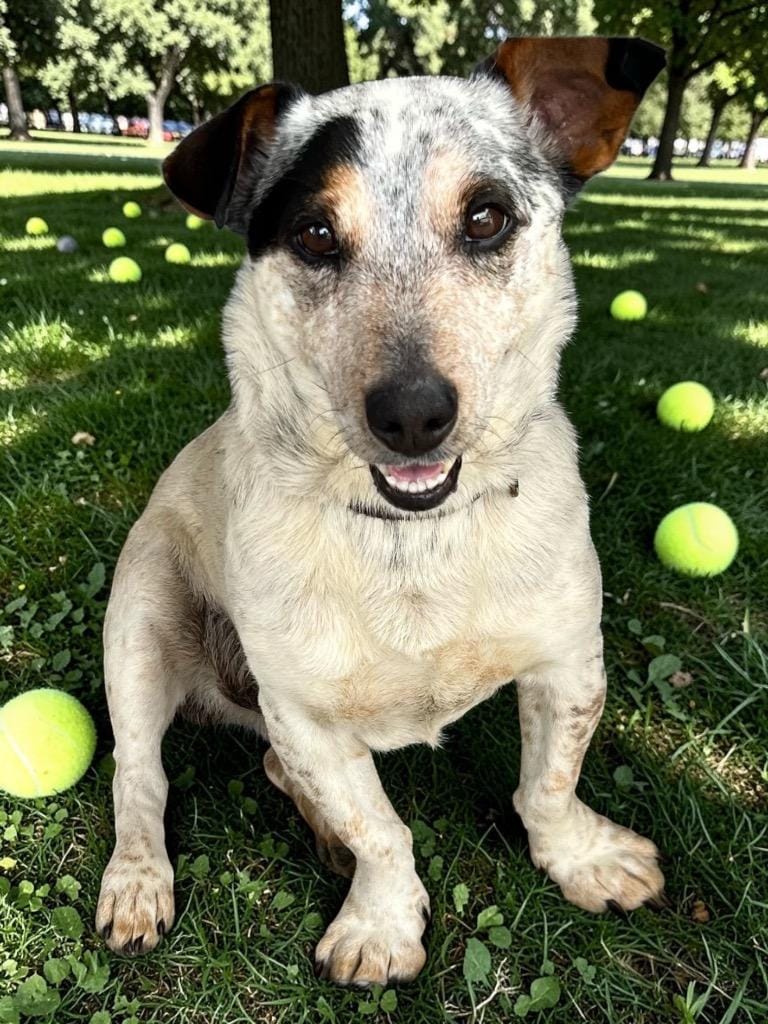 Beauregard