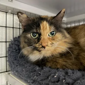 Bonnie (Bonded to Ed)