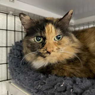 Bonnie (Bonded to Ed)