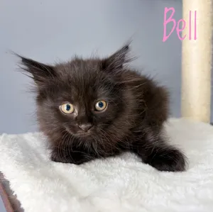 Bell