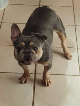 Isabella