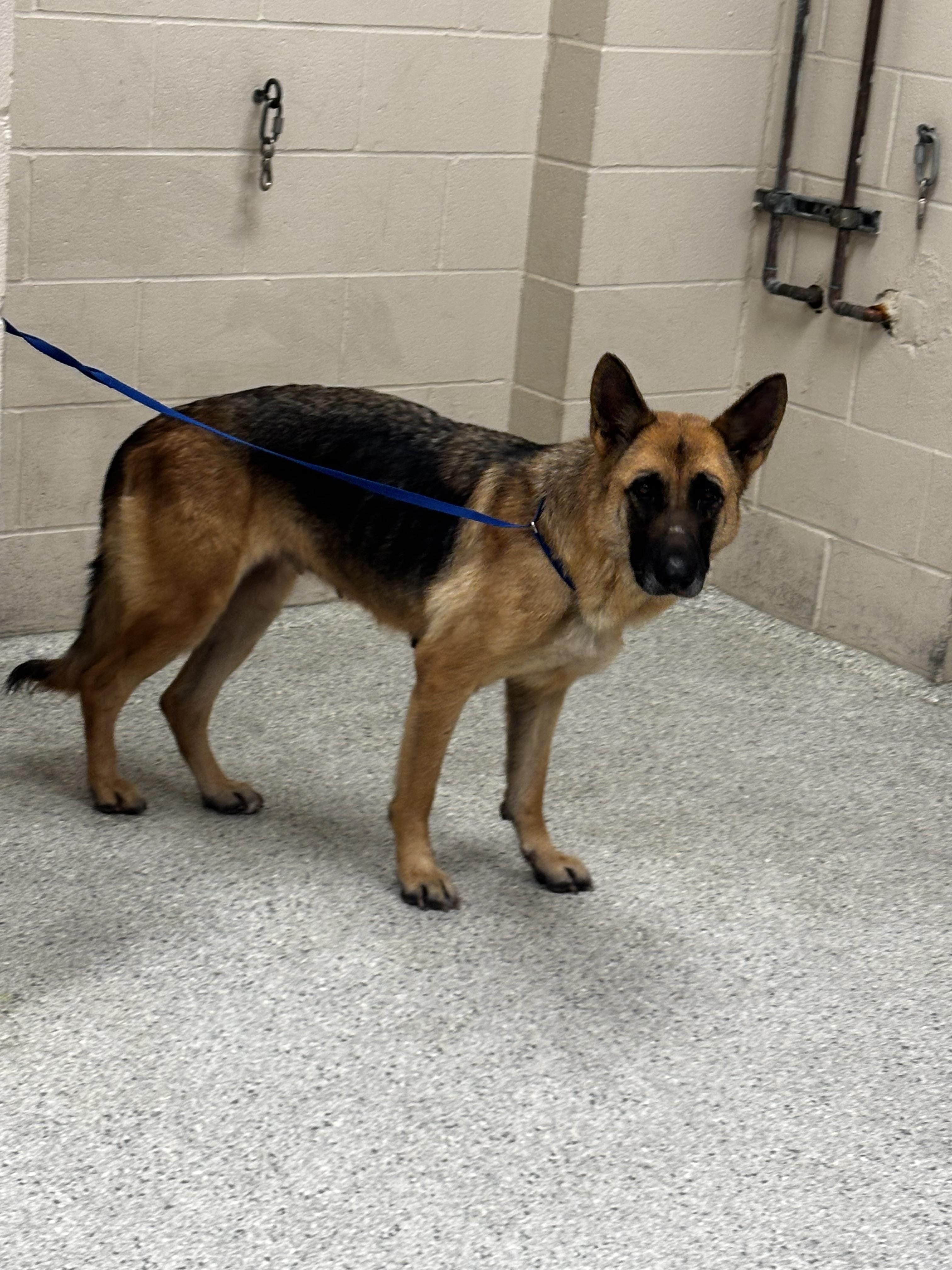 NOVA