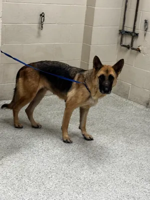 NOVA