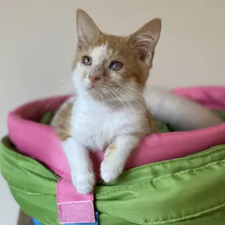 Charlie