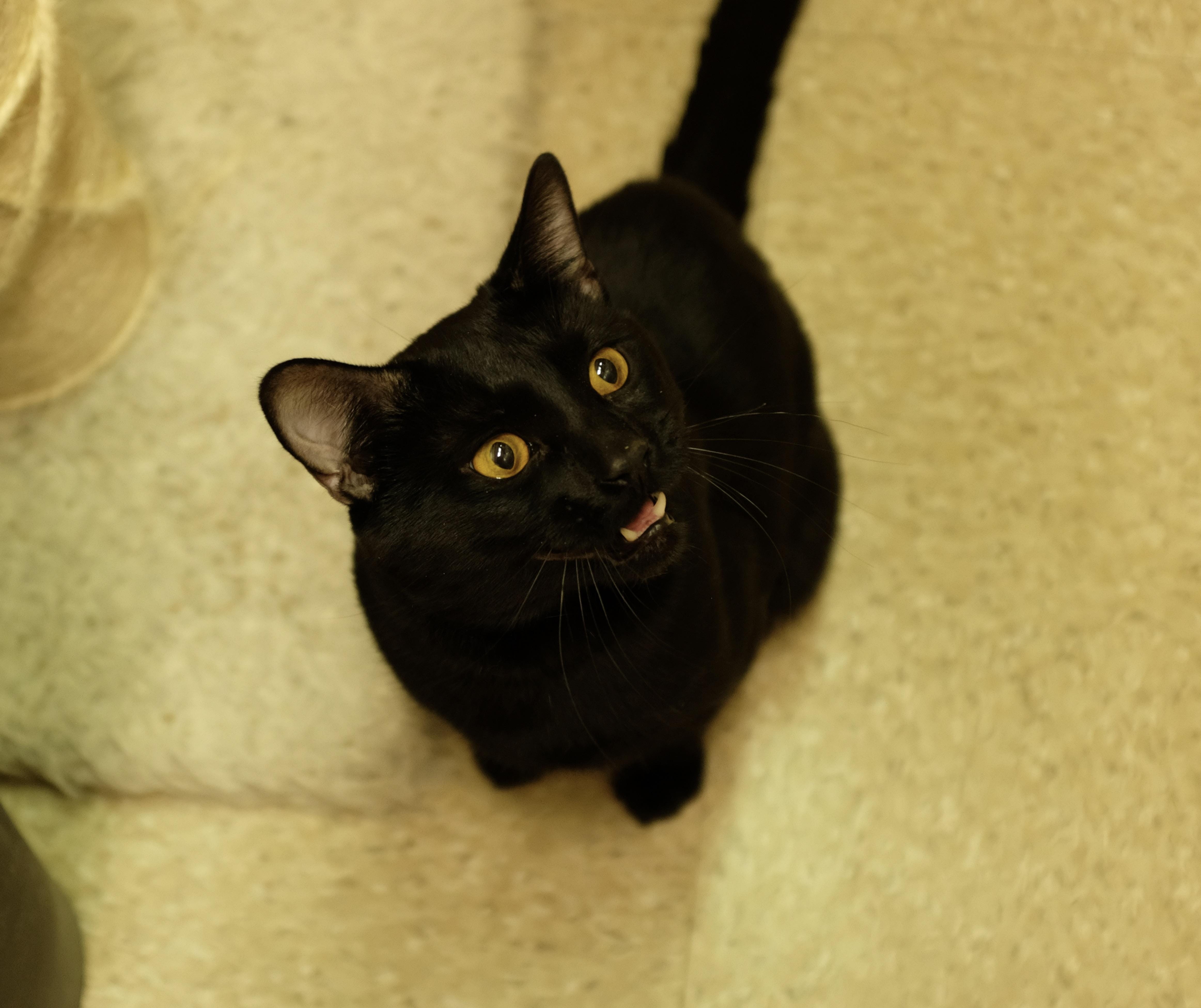 Squeaky