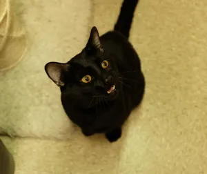 Squeaky