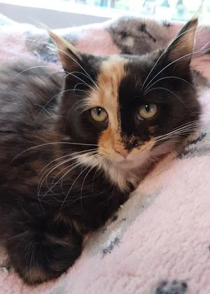 Shalimar * IN FOSTER *