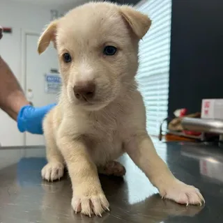 Elvis