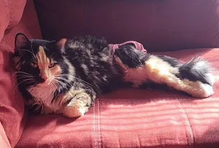 Callie