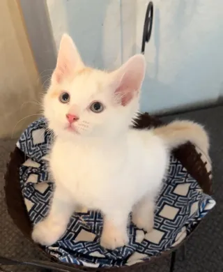 Grogu