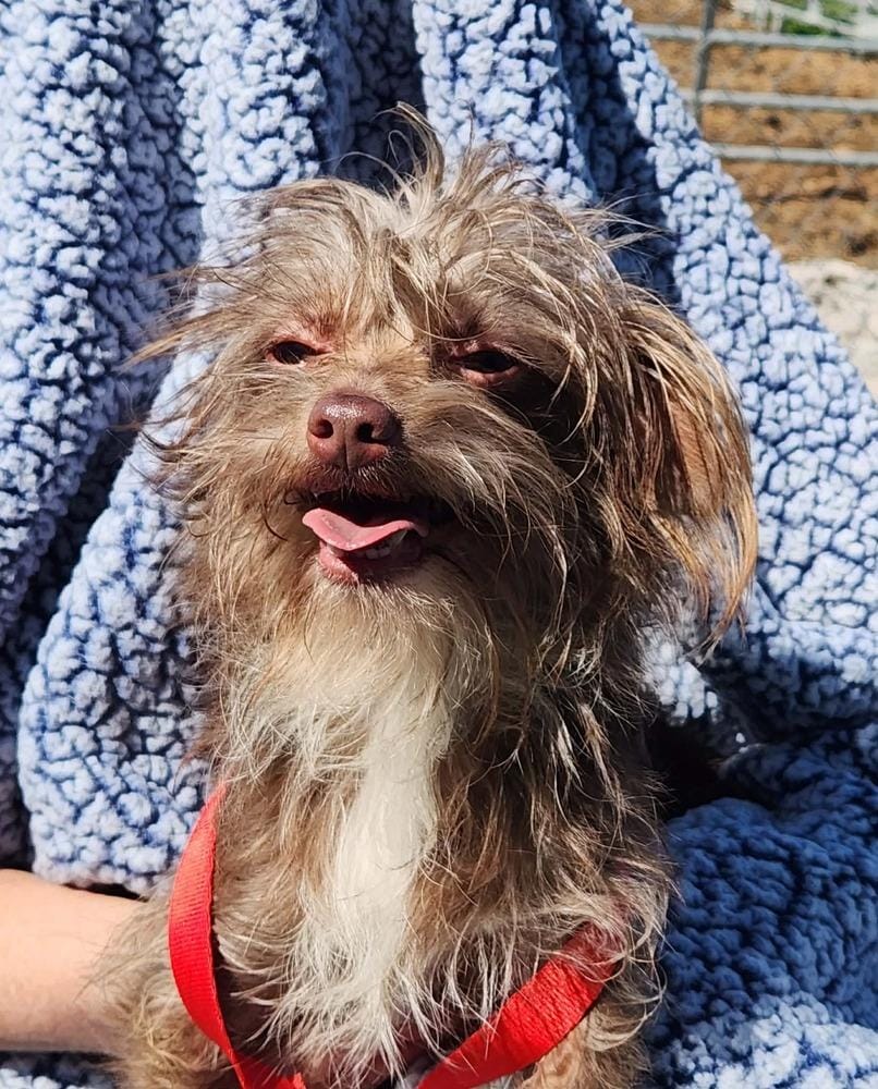 Scamp