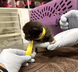 YELLOW COLLAR