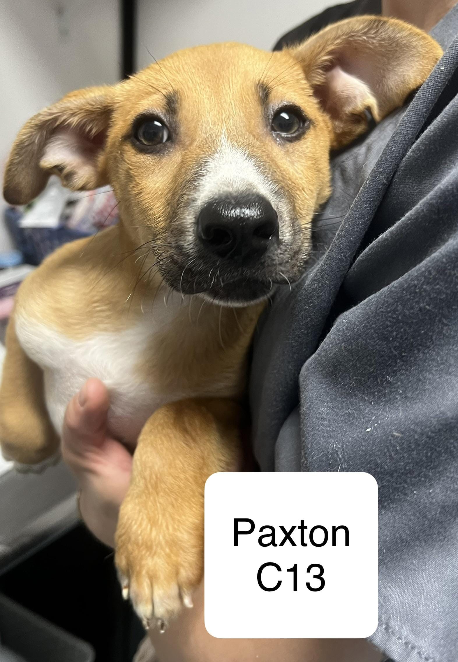 Paxton