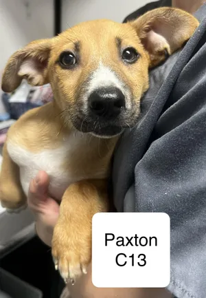 Paxton