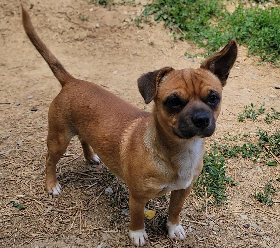 Paco