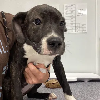 Star