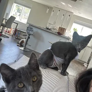 Bana and Ben (bonded pair)