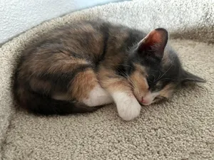 Nutmeg