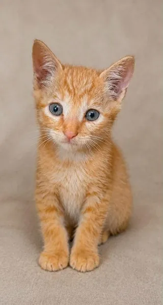 Felix