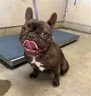 MAYA