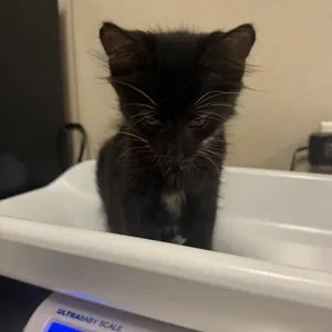 Oscar