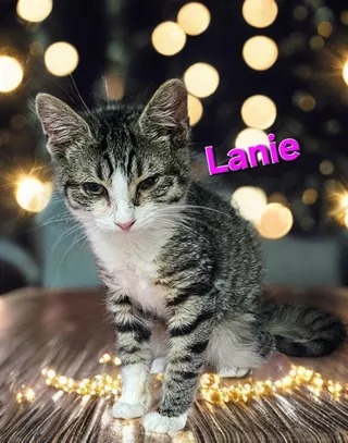Lanie