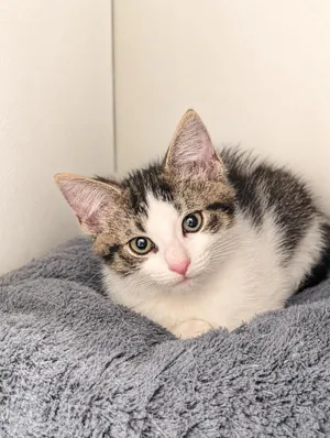 Mona Lisa MD (polydactyl)