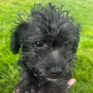 BRUNO