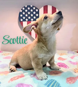 Scottie