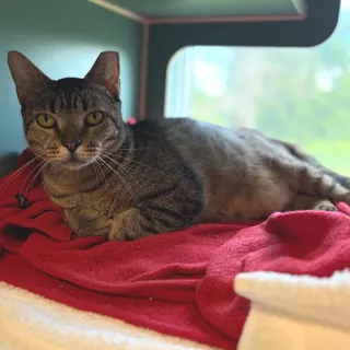 Solovino- FIV+