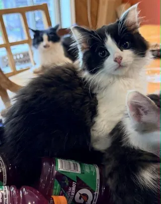 Papaya