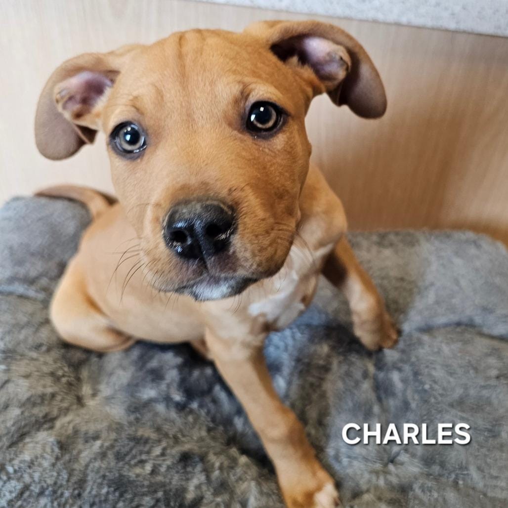 Charles