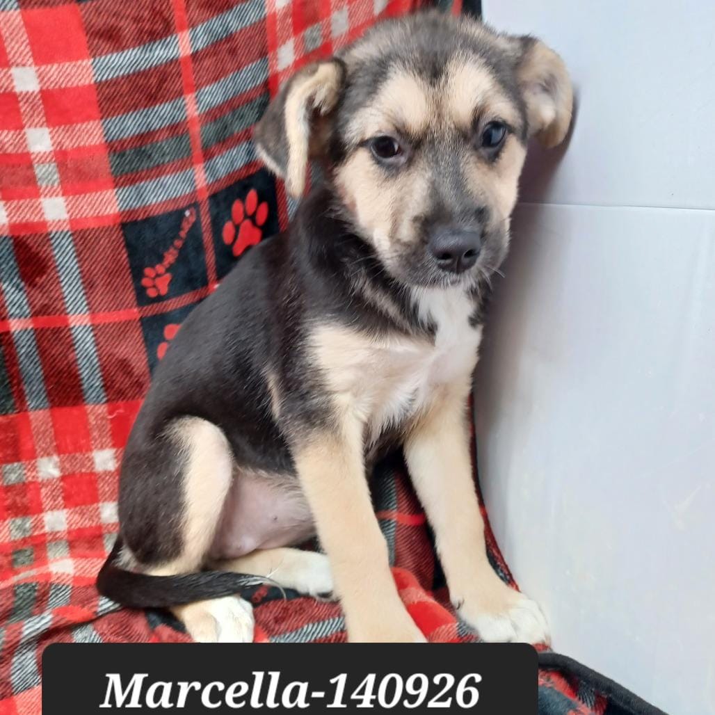 Marcella