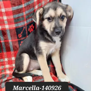 Marcella