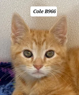 Cole