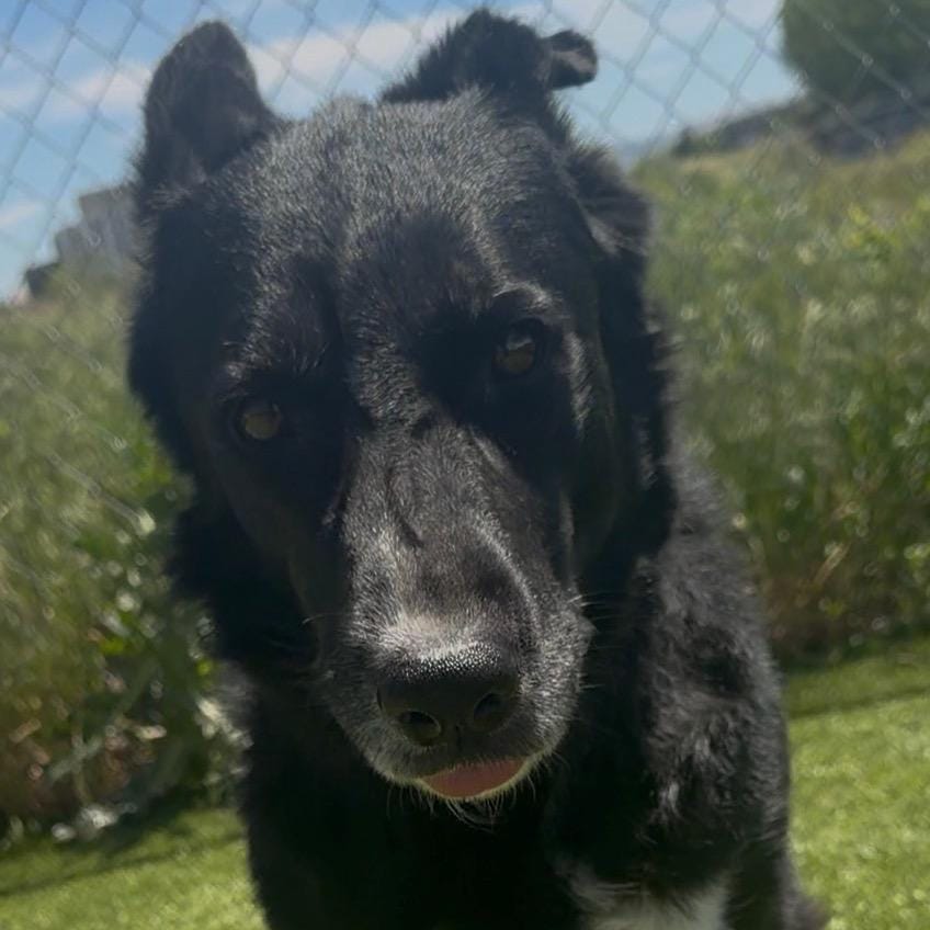 Leah-BC-Stray