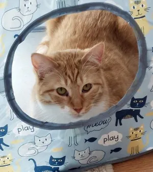 Wheatley