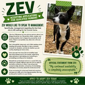 Zev