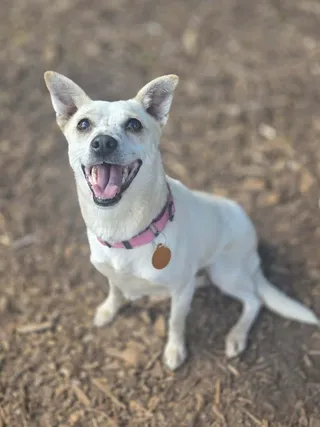 Bianca