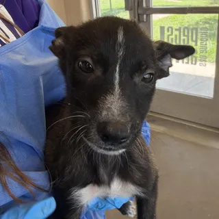 Taquito